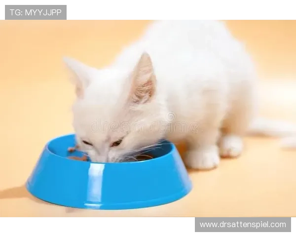 博天堂官网网址官方平台介绍，全面了解平台特色与优势